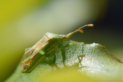 Dalmatomammurius cebrenoides