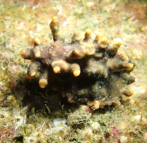 Representative image of Antroporidae