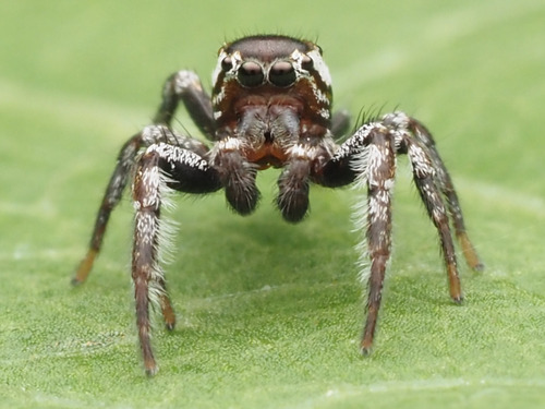 Pelegrina exigua