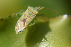 Dalmatomammurius cebrenoides