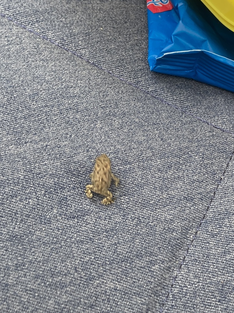 North American Toads from Umstead, Chapel Hill, NC, US on June 19, 2023 ...