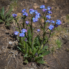 Myosotis semiamplexicaulis