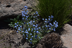 Myosotis semiamplexicaulis
