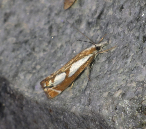 Crambus petite moule