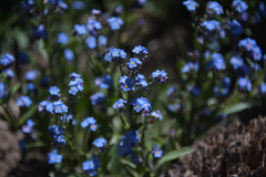 Myosotis semiamplexicaulis