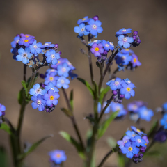 Myosotis semiamplexicaulis