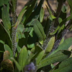 Myosotis semiamplexicaulis