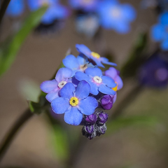 Myosotis semiamplexicaulis