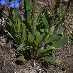 Myosotis semiamplexicaulis