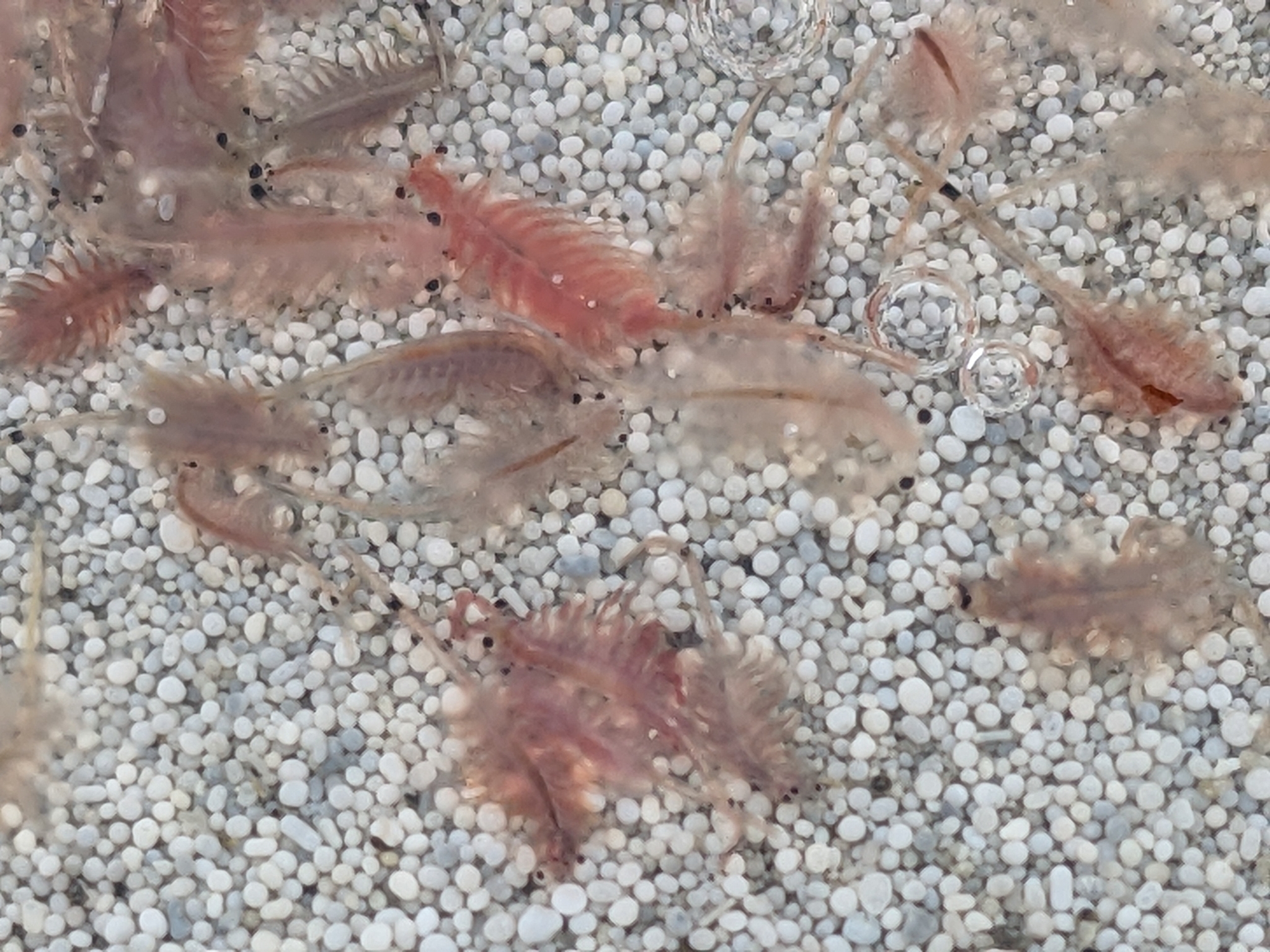 Artemia monica Verrill, 1869