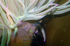 Periclimenes sagittifer