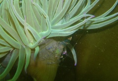 Periclimenes sagittifer