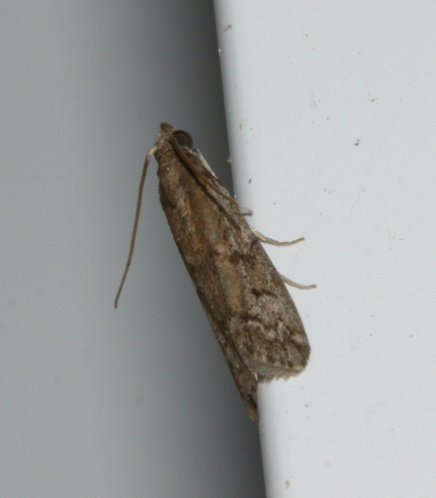 Dried Fruit Moth from Mont-Joli, QC, Canada, 1101 rue Lussier on June ...