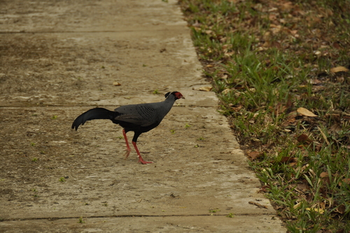 Lophura diardi