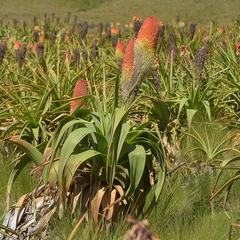Kniphofia northiae