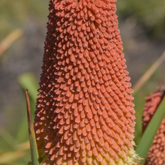 Kniphofia northiae