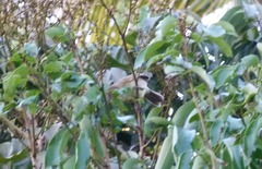 Acrocephalus kerearako