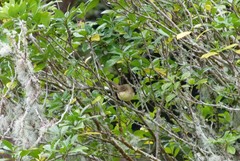 Acrocephalus kerearako