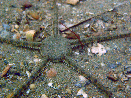 Serpent Star, photo 5 of 8