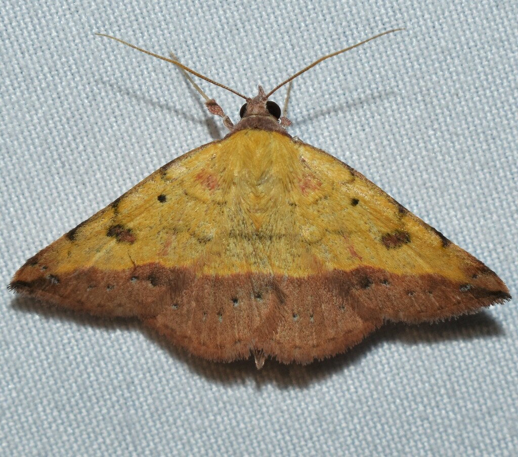 Variable Tropic Moth