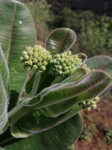 Image of Asclepias lemmonii by no rights reserved