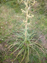 Eryngium horridum