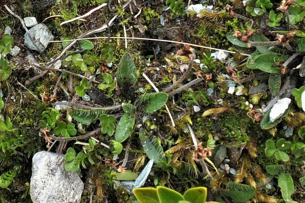 plantains from Southland District, Southland, New Zealand on December