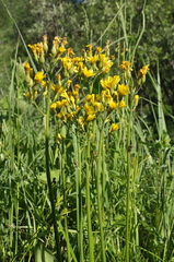 Crepis praemorsa