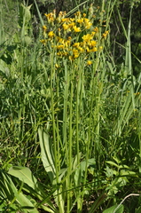 Crepis praemorsa