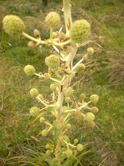 Eryngium horridum