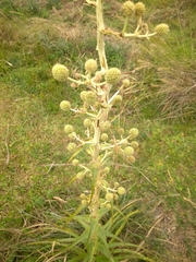 Eryngium horridum