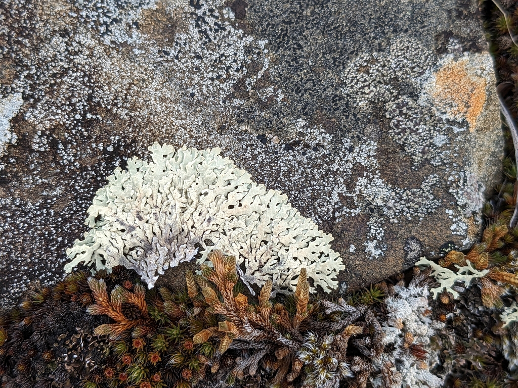 Arctoparmelia separata