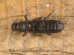 Bothrideridae