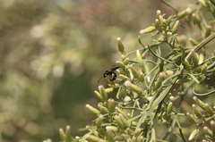 Trachypus denticollis