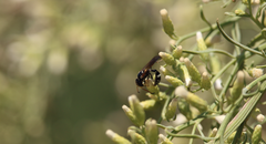 Trachypus denticollis