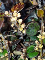Myrsine nummularia