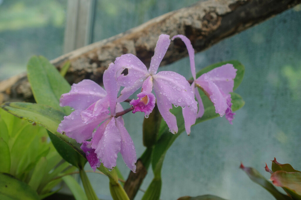 Cattleya gaskelliana