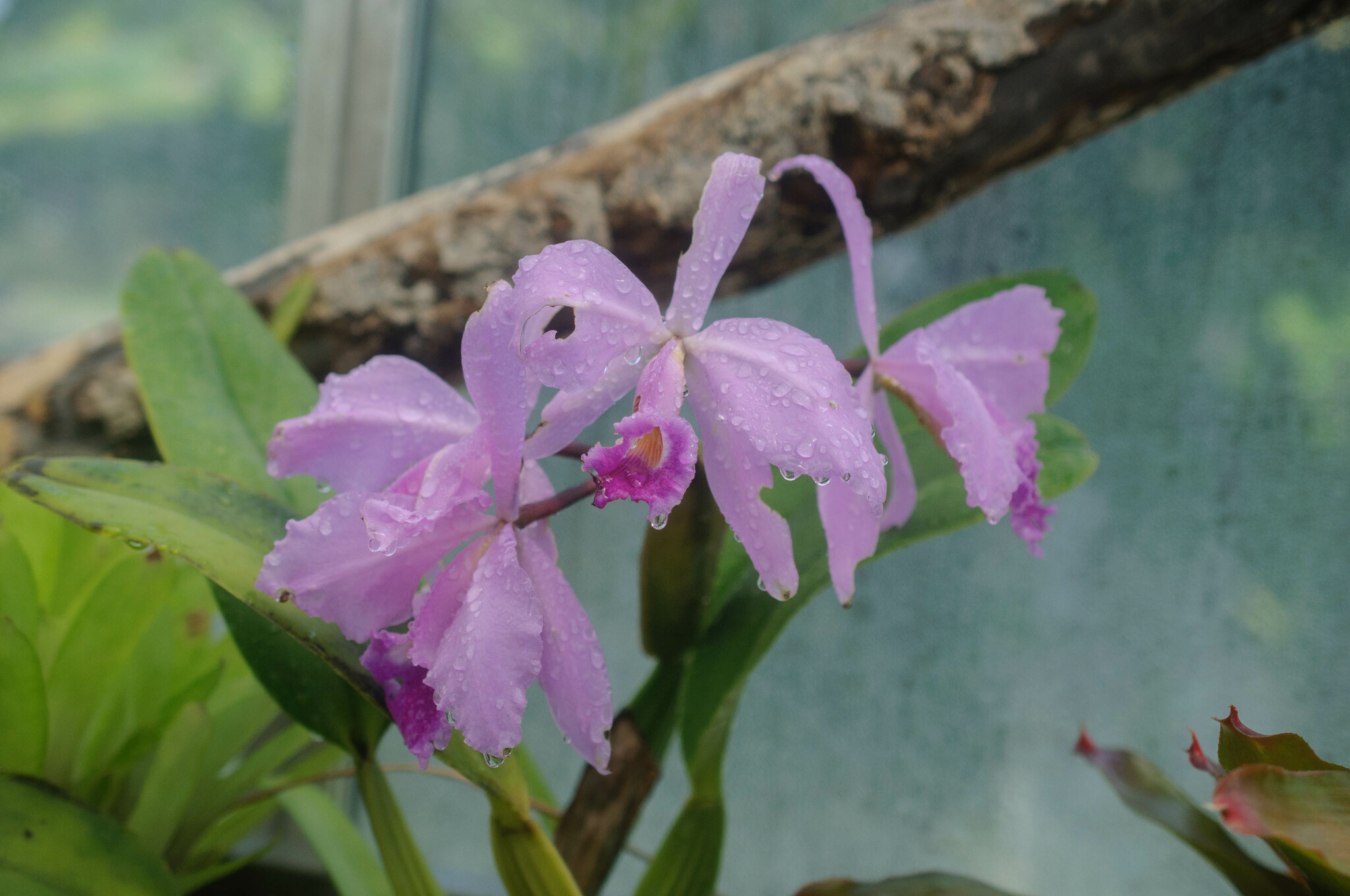 Cattleya gaskelliana