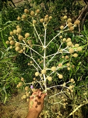 Eryngium horridum