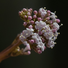 Valeriana capensis