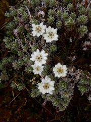 Leucogenes leontopodium