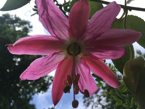 Passiflora tarminiana