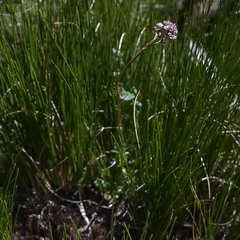 Valeriana capensis