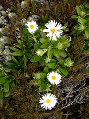 Celmisia hieraciifolia