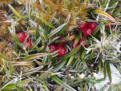 Astelia linearis