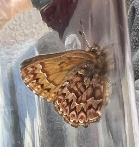 iNaturalist observation photo of Western Pine Elfin