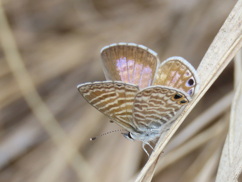 Marine Blue photo 5