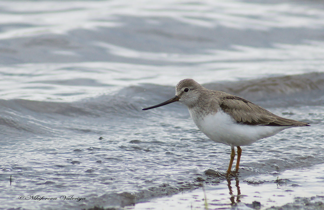 iNaturalist.org. В. Данилова, Ибресинский р-н Чувашия, май 2015