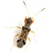 Pseudopachybrachius vinctus - Photo (c) Mike Quinn, Austin, TX, some rights reserved (CC BY-NC), uploaded by Mike Quinn, Austin, TX