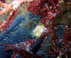 Abietinaria